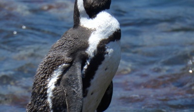 penguin-1157508_1920.jpg